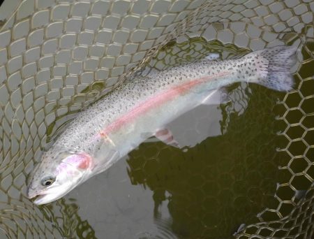 大安トラウトレイク 釣果